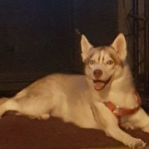 Meet your Posher, Alfredo